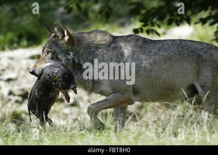 WOLF/CANIS LUPUS Stockfoto