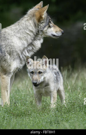 WOLF/CANIS LUPUS Stockfoto