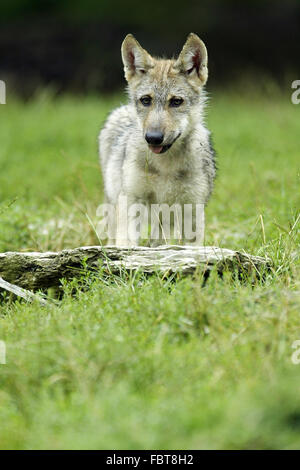 WOLF/CANIS LUPUS Stockfoto