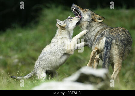 WOLF/CANIS LUPUS Stockfoto