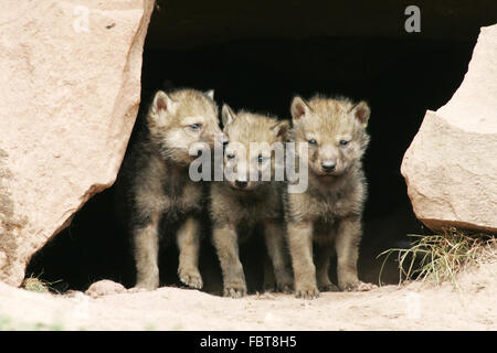 Wolf Stockfoto