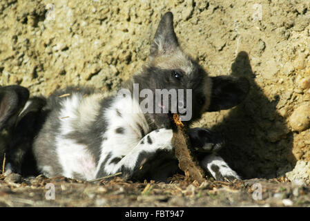 Afrikanischer Wildhund Stockfoto