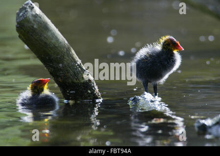 Eurasische Blässhuhn Stockfoto