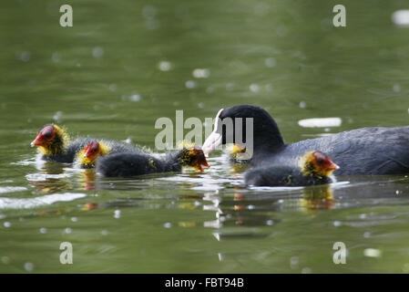 Eurasische Blässhuhn Stockfoto