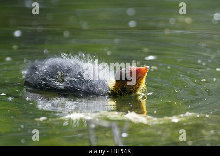 Eurasische Blässhuhn Stockfoto