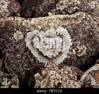 Romantischer Herzform Flechten wachsen auf einem Felsen am Strand Stockfoto