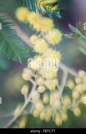 Nahaufnahme von Blumen Mimosa Acacia dealbata Stockfoto