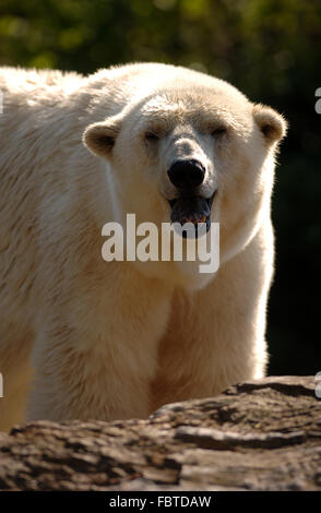 Eisbär Stockfoto