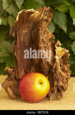 Wurzel mit Äpfeln Stockfoto