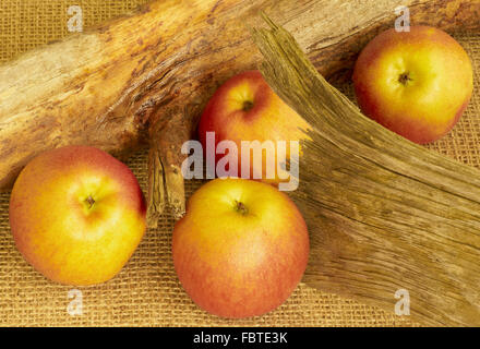 Wurzel mit Äpfeln Stockfoto