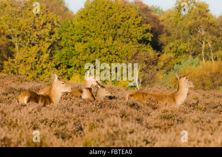 Reh im Wald. Dunwich, Suffolk. Stockfoto