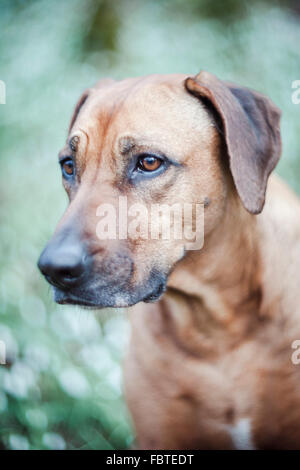Porträt des Rhodesian Ridgeback in einem Waldgebiet Schneeglöckchen Stockfoto