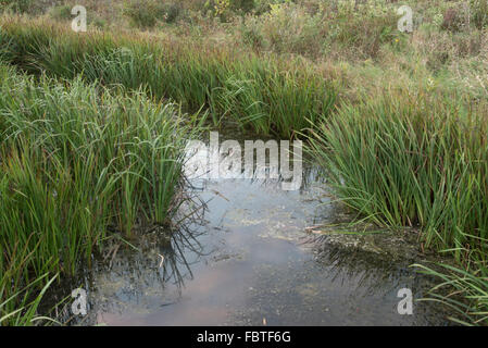 Gemeinsame Bur-reed (Sparganium Eurycarpum) Wasserpflanzen wachsen in einem Entwässerungsgraben und die umliegenden Feuchtgebiete Stockfoto