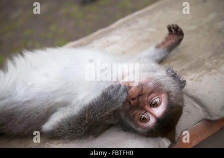 Makaken Baby ist entspannend Stockfoto