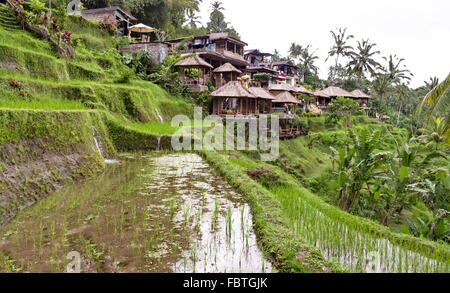 Indonesische ländliches Dorf mit Reis Plantage Stockfoto