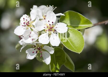 Birne Baum Blüte (Pyrus Communis) Stockfoto