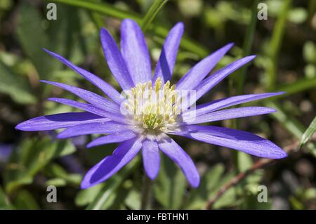 Grecian Windflower (Anemone Blanda) Stockfoto