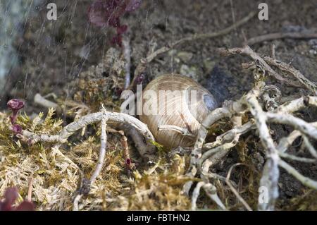 Schale einer Weinrebe-Schnecke (Helix Pomatia) Stockfoto