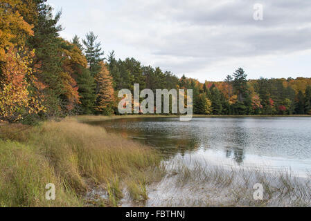 Grasartige Seggen wachsen auf den Seen Ufer eines nördlichen Wisconsin-Sees, umgeben von Wald. Stockfoto