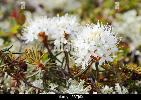 Rhododendron Hornkraut (SY Ledum Palustre) Stockfoto