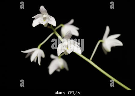 weiße Orchidee auf schwarzem Hintergrund Stockfoto