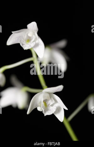 weiße Orchidee auf schwarzem Hintergrund Stockfoto