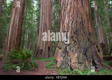 Riesigen Redwood-Bäume, Redwood National Park, Kalifornien, USA Stockfoto