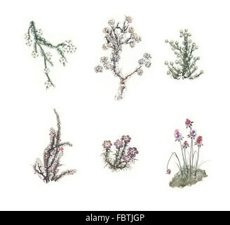 Schönes Märchen set bunte Aquarell Blumen. SET 4 Stockfoto