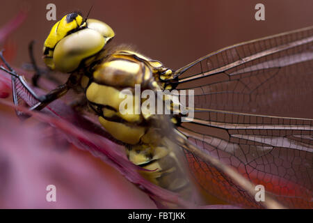 Extreme Makroaufnahme einer Libelle. Stockfoto