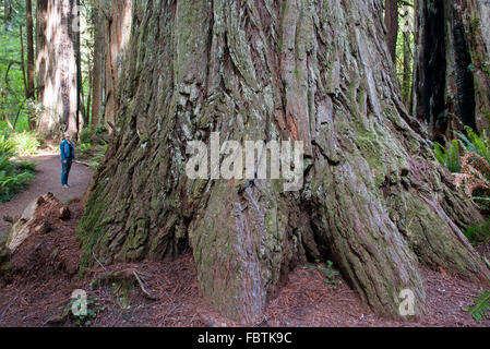 Frau, die am Fuße des riesigen Redwood-Baum im Redwood National Park, Kalifornien, USA Stockfoto