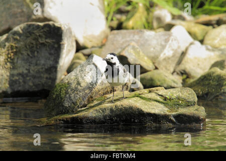 Bachstelze, Motacilla alba Stockfoto