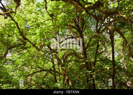 Ahorn Baum Baldachin Stockfoto