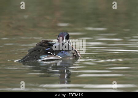 Brautente, Aix Sponsa Stockfoto