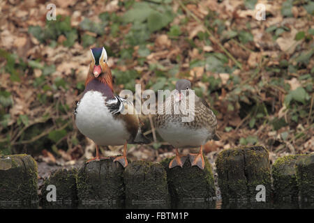 Mandarin, Aix galericulata Stockfoto