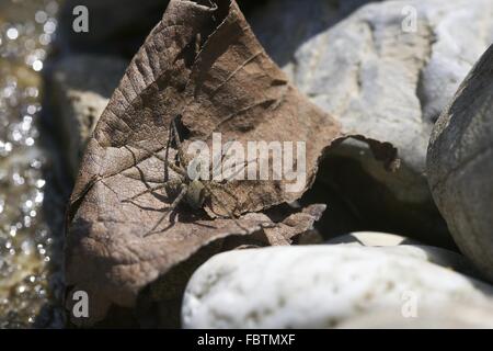 Wolfspinne (Pardosa Amentata) weiblich Stockfoto