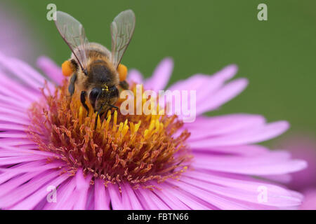 Biene auf Blüte Stockfoto