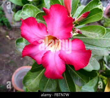 Adenium Obesum, Wüstenrose, Topfpflanze mit geschwollene Basis, geeignet für trockenes Klima, trompetenförmigen Blüten Stockfoto