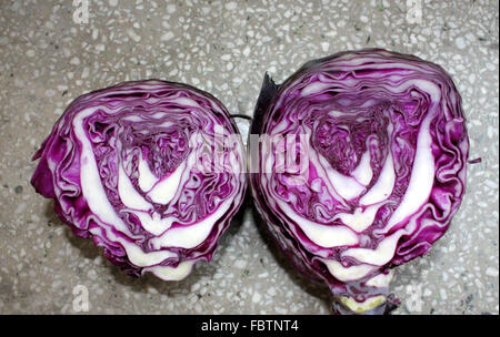 Brassica Oleracea var. Capitata, roter Kohl, Gemüse Ernte mit roten Blätter Überlappung im kompakten abgerundeten Kopf, Gemüse. Stockfoto