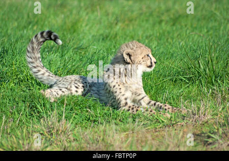 Gepard Cub liegt in der Wiese Stockfoto