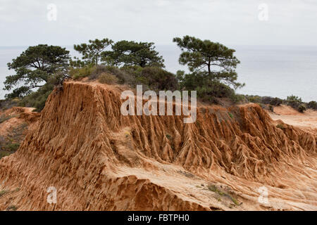 Robuste gestochen scharfe Erosion im Sandstein auf Torrey Pines Hügel Stockfoto