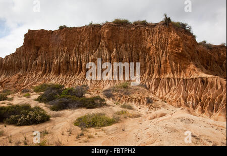 Robuste gestochen scharfe Erosion im Sandstein auf Torrey Pines Hügel Stockfoto