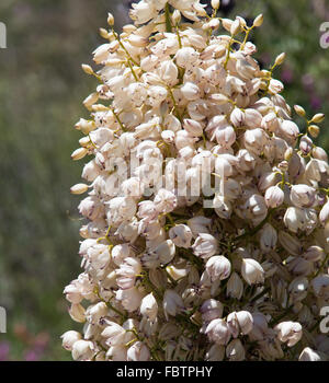Nahaufnahme von vielen Blüten der Mojave Yucca oder Spanisch Dolch Baum in Anzo-Borrego Wüste Stockfoto