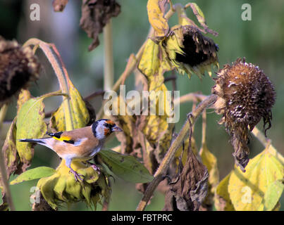 Europäische Stieglitz auf Sonnenblume Stockfoto