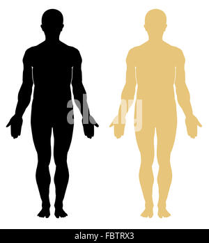 Männliche menschliche Anatomie Stockfoto