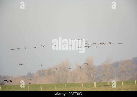 Weiß – Anser Gans, Anser albifrons Stockfoto