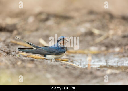 Rauchschwalbe Hirundo Rustica sammeln Schlamm für Nest im Schnabel aus Pfütze auf Bauernhof in Worcestershire Stockfoto