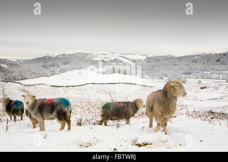 Herdwick Schafe auf Elterwater nach einer gemeinsamen fallen des Schnees im Langdale Valley, Lake District, Großbritannien. Aufgenommen am 17. Januar 2016. Stockfoto