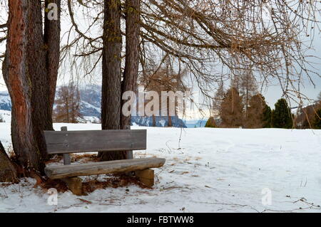 Isolierte Holzbank mit Bäumen im winter Stockfoto