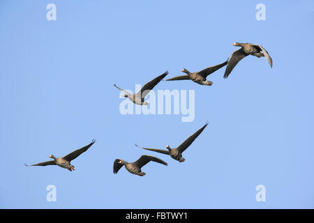 Weiß – Anser Gans, Anser albifrons Stockfoto