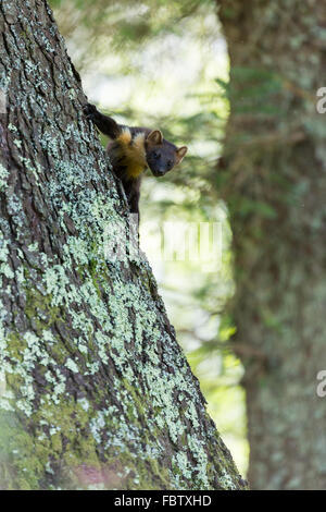 Europäischen Baummarder Martes Martes Klettern Kiefer in Ardnamurchan Halbinsel, Highland, Schottland Stockfoto